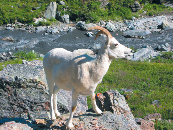 Wildlife Cantwell Alaska